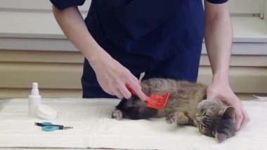 Veteriner, gönüllü yardım istasyonundaki gri kedi yavrusunu tarar, ona yardım eder, parazitleri, pireleri, keneleri temizler,