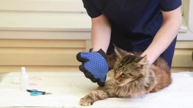 Veteriner, Maine Rakunu 'nun kedisini eldivenle tarar, safkan hayvanlara düzenli bakım ve bakım sağlar, ilk yardımı sağlar ve parazitleri, pireleri ve keneleri temizler..