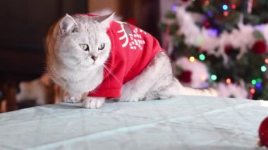 Noel Baba kostümlü meraklı bir kedi patilerinde kırmızı bir Noel topuyla Noel ağacının önünde parlak ışıklarla oturuyor ve yeni yılı evcil hayvanlarla kutluyor.