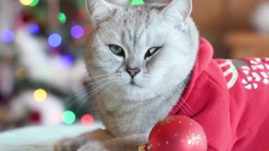 Noel Baba kostümlü meraklı bir kedi patilerinde kırmızı bir Noel topuyla Noel ağacının önünde parlak ışıklarla oturuyor ve yeni yılı evcil hayvanlarla kutluyor.
