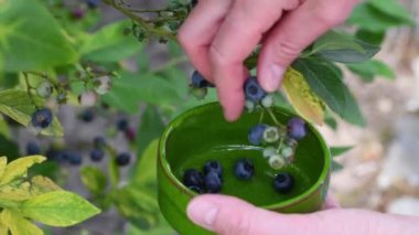 Olgun yaban mersini toplayan bir kadın, yeşillerle karıştırılmış bir dalda asılı duran böğürtlen, bahçede organik vitamin meyvesi yetiştiren bir bahçıvan, çiftçilik yapan bir kadın.