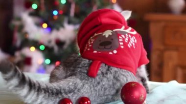 Noel Baba kılığındaki kedi Noel ağacının önündeki masada oturuyor. Çok renkli ışıklardan oluşan parlak bir çelenk ve kuyruğunu sallıyor. Kırmızı Noel toplarını etrafa saçıyor.