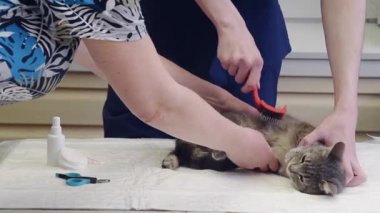 Veteriner gri bir sokak kedisini tarar, ona ilk yardım sağlar, parazitlerden, pirelerden, kenelerden kurtulur, gönüllü bir asistan kediyi teslim ederek ona yardım eder.,