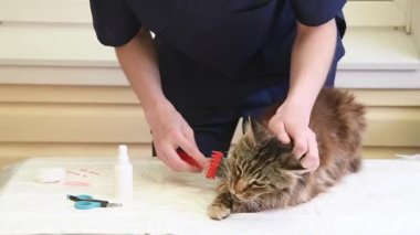 Genç veteriner, Maine Rakunu 'nun kedisini fırçayla fırçaladı. Mevsimsel dökülmeler sırasında düzenli olarak taradı. Karışıklık önledi.,