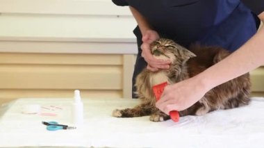 Genç veteriner, Maine Rakunu 'nun kedisini fırçayla fırçaladı. Mevsimsel dökülmeler sırasında düzenli olarak taradı. Karışıklık önledi.,