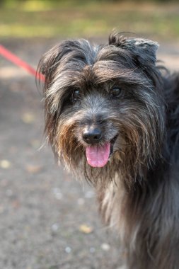 Koyun çobanı olarak kullanılan, pembe dilli, koyu gri kürklü şirin bir Pyrenean çoban köpeği portresi.,