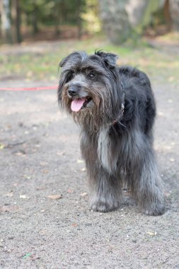 Koyun çobanı olarak kullanılan, pembe dilli, koyu gri kürklü şirin bir Pyrenean çoban köpeği portresi.,