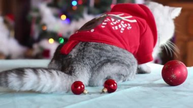 Noel Baba kılığındaki kedi Noel ağacının önündeki masada oturuyor. Çok renkli ışıklardan oluşan parlak bir çelenk ve kuyruğunu sallıyor. Kırmızı Noel toplarını etrafa saçıyor.