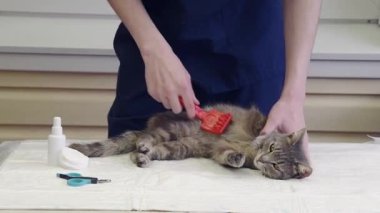 Veteriner gri bir kedinin karnını tarar, ilk yardımı sağlar, parazitlerden, pirelerden ve kenelerden kurtulur.