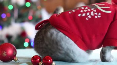 Noel Baba kılığındaki kedi Noel ağacının önündeki masada oturuyor. Çok renkli ışıklardan oluşan parlak bir çelenk ve kuyruğunu sallıyor. Kırmızı Noel toplarını etrafa saçıyor.
