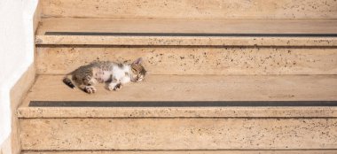 Tekir kedicik sıcak bir günde sarı mermer bir merdivenin basamaklarında uyur, kedi güneşlenir, kaliteli bir fotoğraf.
