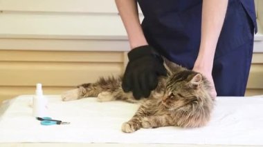 Veteriner, Maine Rakunu 'nun kedisini eldivenle tarar, safkan hayvanlara düzenli bakım ve bakım sağlar, ilk yardımı sağlar ve parazitleri, pireleri ve keneleri temizler..