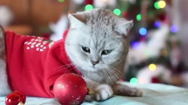 Noel Baba kostümlü meraklı bir kedi patilerinde kırmızı bir Noel topuyla Noel ağacının önünde parlak ışıklarla oturuyor ve yeni yılı evcil hayvanlarla kutluyor.