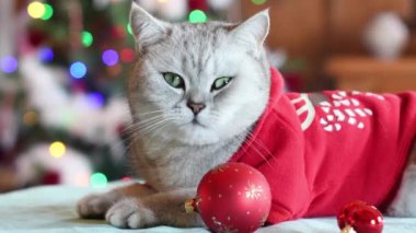 Noel Baba kostümlü meraklı kedi pençelerinde kırmızı Noel topu ile Noel ağacının önünde parlak ışıklarla parlıyor, yeni yılı evcil hayvanlarla kutluyor, kamera sağa doğru hareket ediyor.