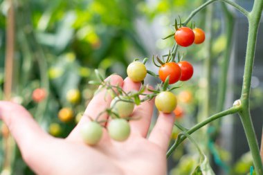 Seçici odak noktası, olgun ve olgunlaşmamış domateslere dokunmak arka planda bulanık yapraklar yetiştirmek serada taze organik sebzeler yetiştirmek.,