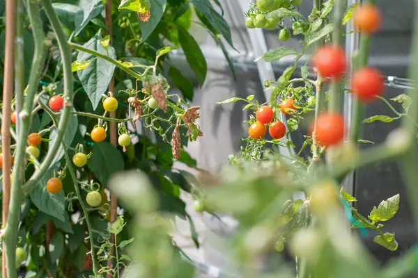 stock image Selective focus on small ripening cherry tomato fruits on bushes with blurred foliage in foreground and background, growing home fresh organic vegetables in greenhouse, copy space,