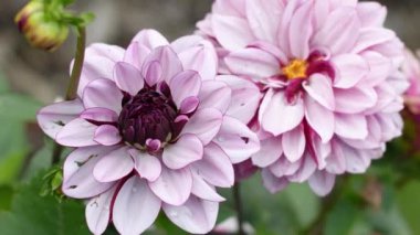 Çiçek açan kül pembesi yıldız çiçeklerini, bahçedeki dekoratif Creme de Cassis çiçeklerinin arka planlarını, kokulu bahçelerini kapatın.,