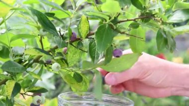 Olgun yaban mersini toplayan bir kadın, yeşillerle karıştırılmış bir dalda asılı duran böğürtlen, bahçede organik vitamin meyvesi yetiştiren bir bahçıvan, çiftçilik yapan bir kadın.