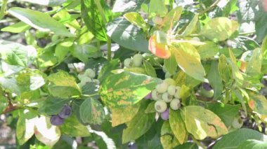 Olgun yaban mersini toplayan bir kadın, yeşillerle karıştırılmış bir dalda asılı duran böğürtlen, bahçede organik vitamin meyvesi yetiştiren bir bahçıvan, çiftçilik yapan bir kadın.