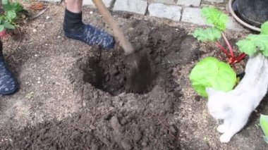 Bahçıvan ravent ekmek için kürekle çukur kazıyor, meraklı kedi yavruları saat sahibi, mevsimlik bahçıvanlık ve çiftçilik konsepti, bahar işi