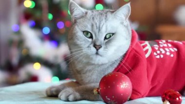 Noel Baba kostümlü meraklı kedi pençelerinde kırmızı Noel topu ile Noel ağacının önünde parlak ışıklarla parlıyor, yeni yılı evcil hayvanlarla kutluyor, sola doğru kamera hareketi yapıyor.