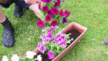 Erkek bahçıvan çiçek tohumu ekiyor. Mor ve beyaz petunya çiçekleri. Pencereden sarkan uzun saksıda.,