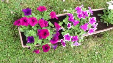 Hands planting bright pink and purple petunias in rectangular seedling box on green grass in garden, Gardening and plant care concept,