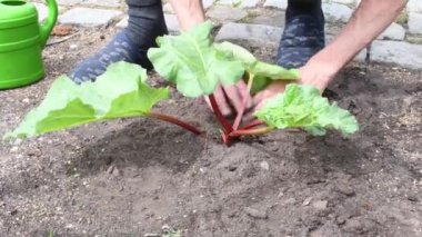Bahçıvan sulama yeni ekilmiş taze ravent çalısı sulama, mevsimlik bahar bahçıvanlığı, yazlık arazi üzerinde bahçe konsepti, arka planda asfalt yol,