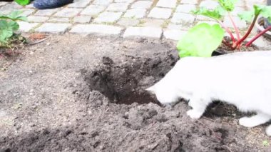 Bahçıvan içine humus eker ve çalı eker, meraklı kedi yavrusu saat sahibi, mevsimlik bahar baharı bahçıvanlığı ve çiftçilik konsepti,