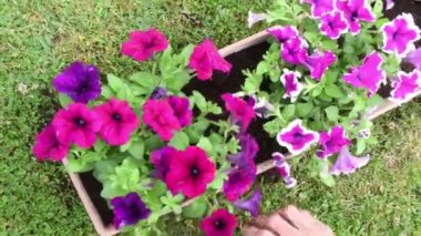 Parlak pembe ve mor petunyaları dikdörtgen tohum kutusuna eken eller bahçedeki yeşil çimlere, bahçeciliğe ve bitki bakımı konseptine,