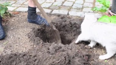 Bahçıvan ravent ekmek için kürekle çukur kazıyor, meraklı kedi yavruları saat sahibi, mevsimlik bahçıvanlık ve çiftçilik konsepti, bahar işi