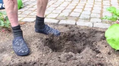 Bahçıvan bir kürekle bir çukur kazar ve humuslu bir çalı diker. Meraklı kedi yavrusu sahibinin işini izler. Mevsimlik baharda bahçe ve çiftçilik kavramı.,