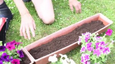 Erkek bahçıvan torbadan uzun kaba toprak döküyor, mor ve beyaz petunya çiçekleri ekiyor, ekime hazır çiçekler, açık hava bahçe konsepti,