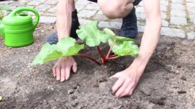 Bahçıvan, çukur kazmaya gübre ekiyor ve içine ravent çalısı dikiyor ve çukuru toprakla, mevsimlik bahçıvanlıkla ve tarım konseptiyle kaplıyor.,
