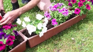 Erkek bahçıvan çiçek tohumu ekiyor. Mor ve beyaz petunya çiçekleri. Pencereden sarkan uzun saksıda.,
