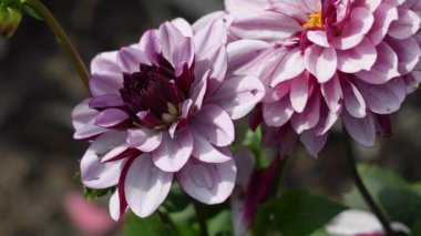 Çiçek açan kül pembesi yıldız çiçeklerini, bahçedeki dekoratif Creme de Cassis çiçeklerinin arka planlarını, kokulu bahçelerini kapatın.,