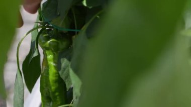 Yeşil biber yapraklarla çevrili, arka planda bulanık ev organik bahçe konsepti.,