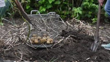 Yaz sakini bir kürekle patates topluyor ve onları bir sepete koyuyor. Yatağın üstündeki kuru üst kısımları, sonbahar patateslerinin hasadı, ekonomik kriz.