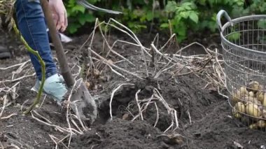 Yaz sakini bir kürekle patates topluyor ve onları bir sepete koyuyor. Yatağın üstündeki kuru üst kısımları, sonbahar patateslerinin hasadı, ekonomik kriz.