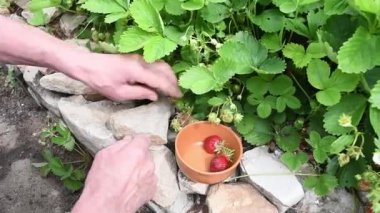 İnsanoğlu yeni mevsimin ilk ve tek olgun çileklerini toplar. En lezzetli çilekleri.