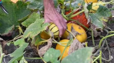 Bahçıvan farklı renkte ve çeşitli kabakları budama makasıyla kesiyor. Bahçenizde bol vitamin ve lif içeren organik sebzeler yetiştiriyor.,