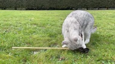 Gri İskoç Heteroseksüel Kedi Tüylü Asa, Kedi nanesi ile süslenmiş kuş tüyü, Bahçedeki yeşil çimlerde, Sahibi ile eğleniyor, kedi muamelesi, 