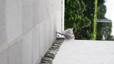 Terasta gezinen açık gri steyşın kedi. Evcil kedilerin serbestçe dolaşması ve bölgelerini işaretlemesi ve koruması.,