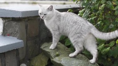 Genç İskoç heteroseksüel kedi yavrusu açık gri saçlarıyla bahçede yürüyor. Evcil kedi kavramı. Bölgelerini işaretliyor ve koruyor.,