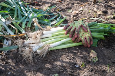 Yere yeni toplanmış pırasa, kirli bahçe eldivenleri, organik tarım ve bahçıvanlık konseptiyle yakın plan.,