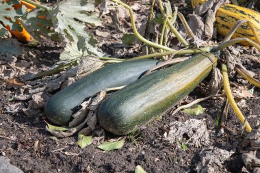 Sebze bahçesindeki bir yatakta solmuş yapraklarla iki büyük yeşil ve sarı kabak tohum toplamaya bırakılmış, organik bahçe konsepti.,