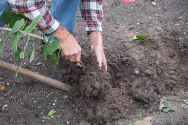 Bahçıvan, kazılmış genç bir ahududu çalısını elleriyle başka bir yatağa nakleder. Sonbaharda bahçede çalışır. Yeni bir ahududu fidanı yetiştirir, organik böğürtlen yetiştirir.,