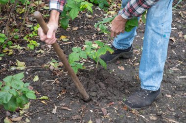 Bahçıvan, kazılmış genç bir ahududu çalısını elleriyle başka bir yatağa nakleder. Sonbaharda bahçede çalışır. Yeni bir ahududu fidanı yetiştirir, organik böğürtlen yetiştirir.,