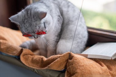 Turuncu gözlüklü yerli gri kedi pencere kenarında asılı bir hamakta oturur ve bir kitap okur, akıllı kedi.