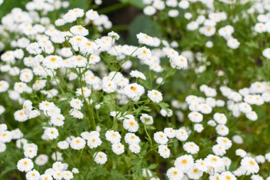 Latince ya da piretrumda çiçek açan Tanasetum partenyumu, sarı merkezli çift beyaz çiçekler, migrenin önlenmesi için yıllık tıbbi özellikleri olan bitkiler, artrit.,